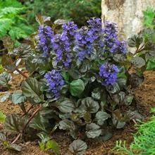 Brighter Blooms Black Scallop Ajuga Plant
