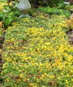 Brighter Blooms Sedum Tile SHOP ALL