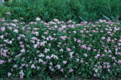 Brighter Blooms Shrubs & Hedges Little Princess Spirea Shrub 3 Brighter Blooms Shrubs & Hedges Little Princess Spirea Shrub