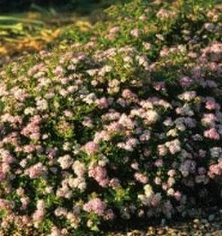 Brighter Blooms Shrubs & Hedges Little Princess Spirea Shrub 8 Brighter Blooms Shrubs & Hedges Little Princess Spirea Shrub
