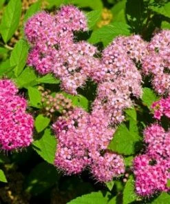 Brighter Blooms Shrubs & Hedges Little Princess Spirea Shrub