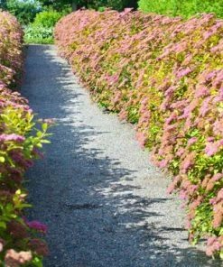 Brighter Blooms Shrubs & Hedges Little Princess Spirea Shrub 9 Brighter Blooms Shrubs & Hedges Little Princess Spirea Shrub