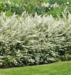 Brighter Blooms Shrubs & Hedges Vanhoutte Spirea Shrub