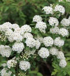 Brighter Blooms Shrubs & Hedges Vanhoutte Spirea Shrub