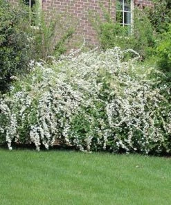 Brighter Blooms Shrubs & Hedges Vanhoutte Spirea Shrub