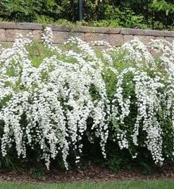 Brighter Blooms Shrubs & Hedges Vanhoutte Spirea Shrub