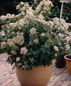 Brighter Blooms Spring Bouquet Viburnum Shrubs & Hedges