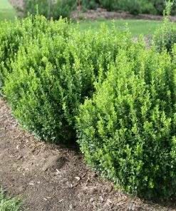 Brighter Blooms Sprinter® Boxwood Shrub