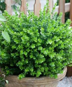 Brighter Blooms Sprinter® Boxwood Shrub