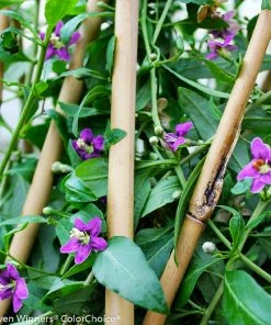 Brighter Blooms Sweet Lifeberry® Goji Berry Plant SHOP ALL 10 Brighter Blooms Sweet Lifeberry® Goji Berry Plant SHOP ALL