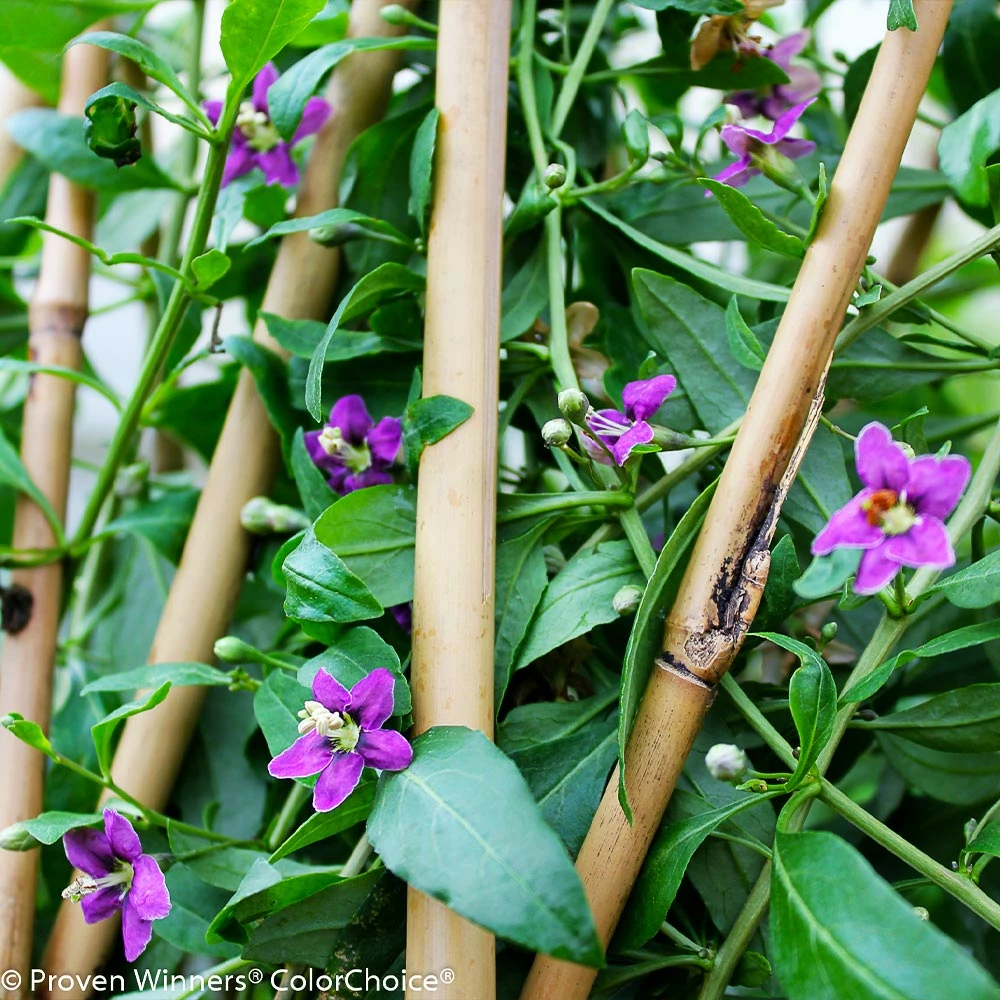 Brighter Blooms Sweet Lifeberry® Goji Berry Plant SHOP ALL 5 Brighter Blooms Sweet Lifeberry® Goji Berry Plant SHOP ALL