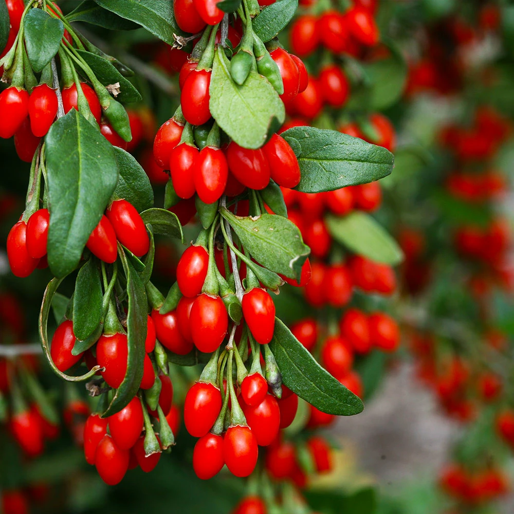 Brighter Blooms Sweet Lifeberry® Goji Berry Plant SHOP ALL 2 Brighter Blooms Sweet Lifeberry® Goji Berry Plant SHOP ALL