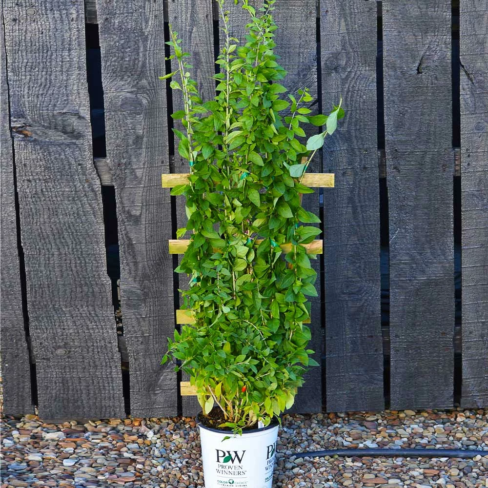 Brighter Blooms Sweet Lifeberry® Goji Berry Plant SHOP ALL 4 Brighter Blooms Sweet Lifeberry® Goji Berry Plant SHOP ALL