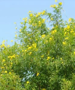 Brighter Blooms SHOP ALL Sundance Tecoma 6 Brighter Blooms SHOP ALL Sundance Tecoma