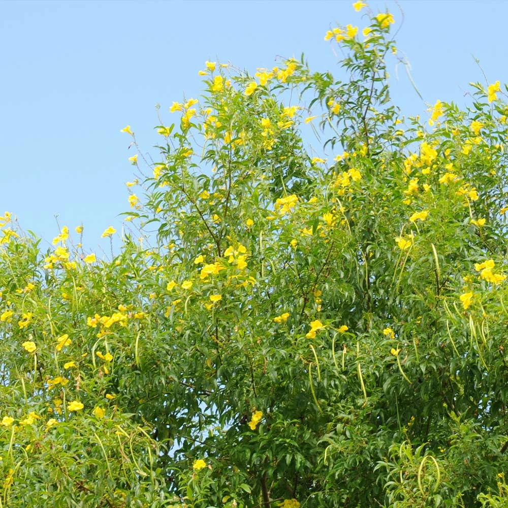 Brighter Blooms SHOP ALL Sundance Tecoma 3 Brighter Blooms SHOP ALL Sundance Tecoma