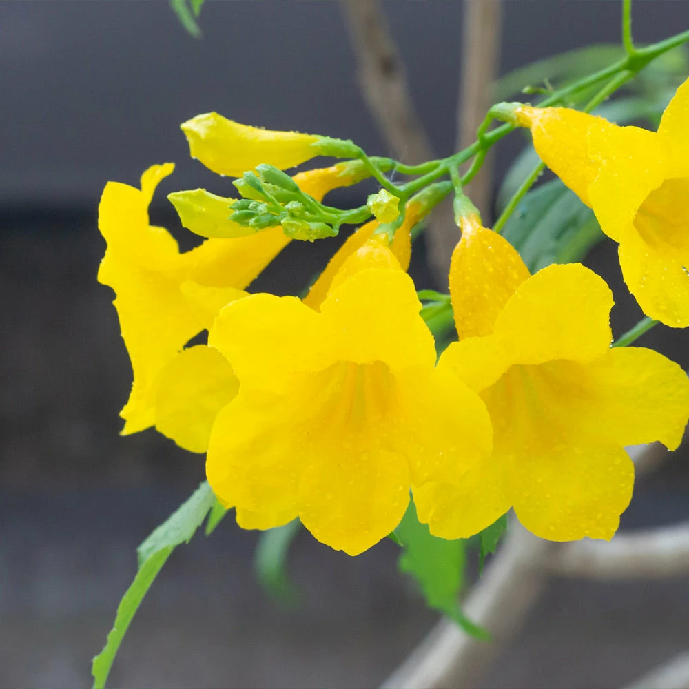 Brighter Blooms SHOP ALL Sundance Tecoma 4 Brighter Blooms SHOP ALL Sundance Tecoma