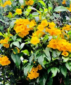 Brighter Blooms SHOP ALL Sundance Tecoma