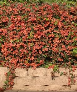 Brighter Blooms SHOP ALL Tangerine Beauty Crossvine