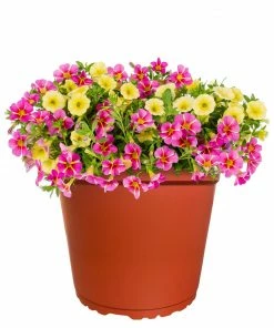 No Warranty New Perennials MixMasters™ Tea Party Calibrachoa