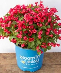 Brighter Blooms Crimson Kisses'® Weigela Shrub