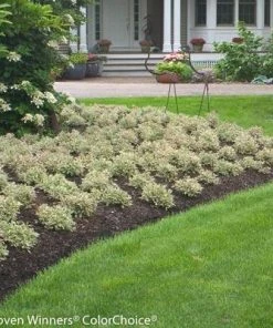 Brighter Blooms My Monet Weigela Shrub
