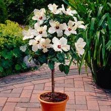 Brighter Blooms White Tropical Hibiscus Tree Flowering Trees