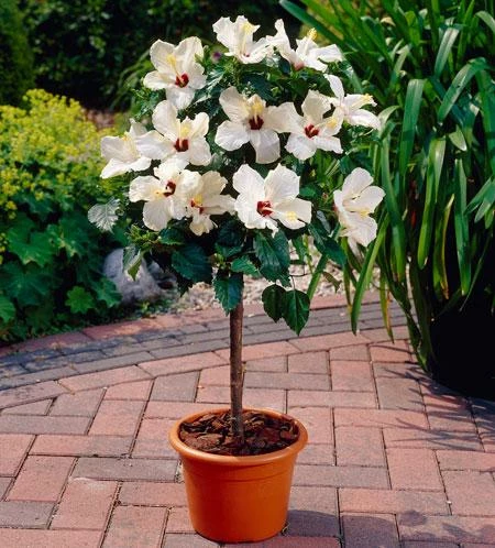 Brighter Blooms White Tropical Hibiscus Tree Flowering Trees 2 Brighter Blooms White Tropical Hibiscus Tree Flowering Trees