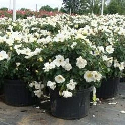 Brighter Blooms White Knock Out® Rose Shrubs & Hedges
