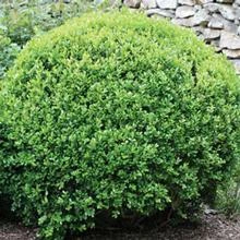 Brighter Blooms Winter Gem Boxwood Shrub