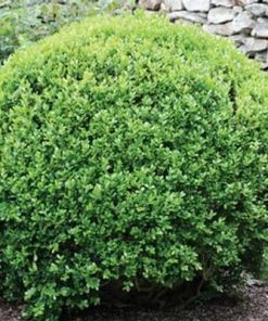 Brighter Blooms Winter Gem Boxwood Shrub