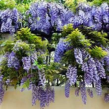 Brighter Blooms Amethyst Falls Wisteria Vine