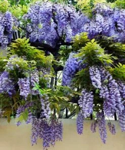 Brighter Blooms Amethyst Falls Wisteria Vine 8 Brighter Blooms Amethyst Falls Wisteria Vine