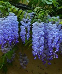 Brighter Blooms Blue Moon Wisteria Vine