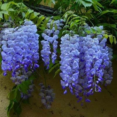 Brighter Blooms Blue Moon Wisteria Vine 2 Brighter Blooms Blue Moon Wisteria Vine