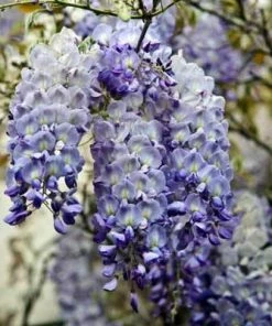 Brighter Blooms Amethyst Falls Wisteria Vine 9 Brighter Blooms Amethyst Falls Wisteria Vine