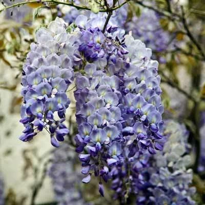 Brighter Blooms Amethyst Falls Wisteria Vine 4 Brighter Blooms Amethyst Falls Wisteria Vine