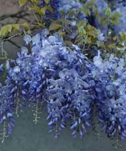Brighter Blooms Amethyst Falls Wisteria Vine 11 Brighter Blooms Amethyst Falls Wisteria Vine
