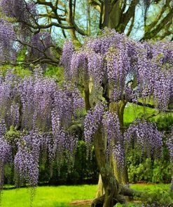 Brighter Blooms Purple Wisteria Tree