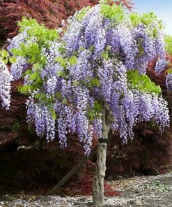 Brighter Blooms Purple Wisteria Tree
